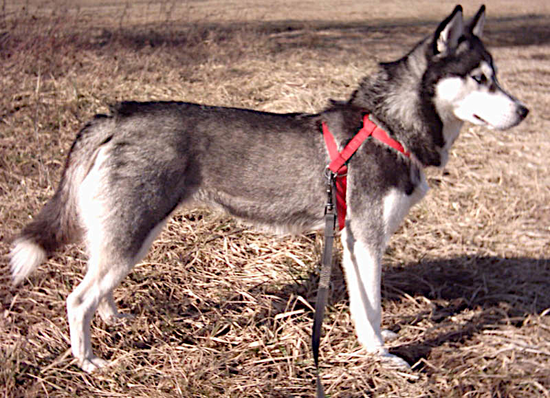 Bestand:Husky L.jpg