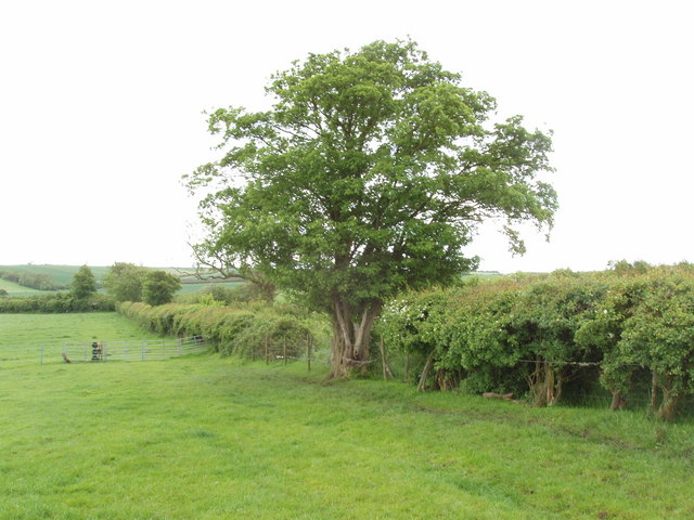 Bestand:Pasture with fence and hedge - geograph.org.uk - 438754.jpg