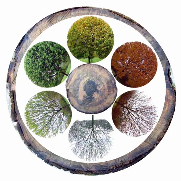 Bestand:Jahreszeiten Jahresringe.jpg