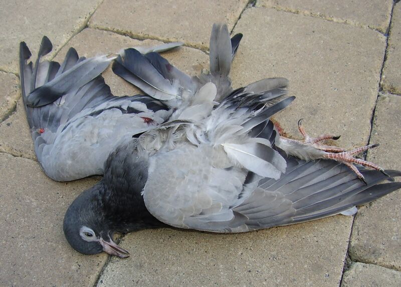 Bestand:Pigeon krakow.jpg