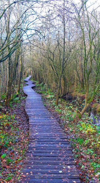 Bestand:Moerputten s-Hertogenbosch Moerasdraak.jpg