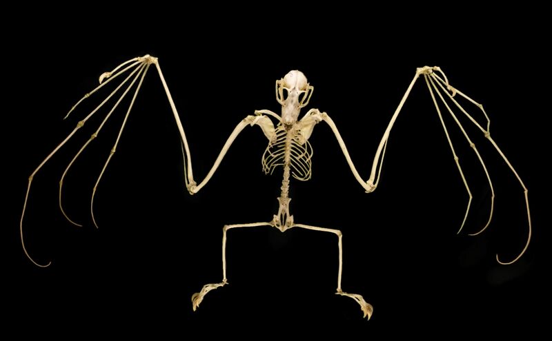 Bestand:Pteropus samoensis-3.jpg