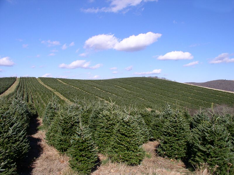 Bestand:Abies fraseri plantation.jpg