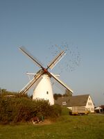De Korenbloem bij Loil