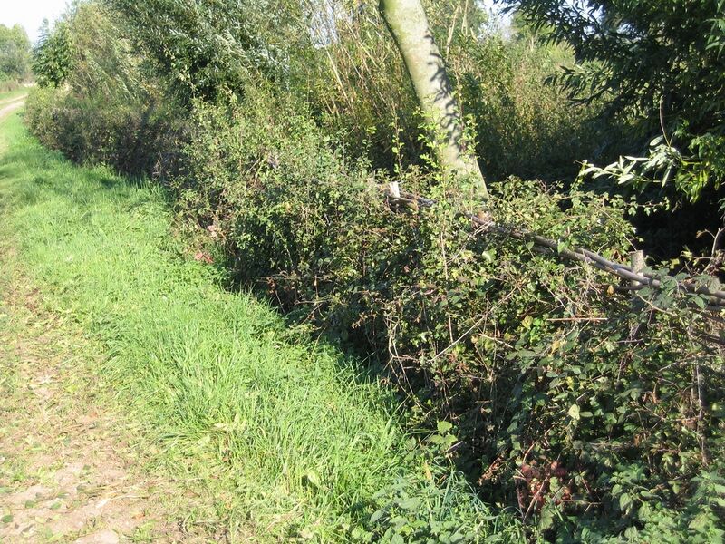 Bestand:Maasheggen Extra1.jpg