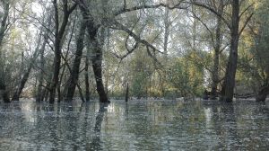 Brabantse-Biesbosch2.jpg
