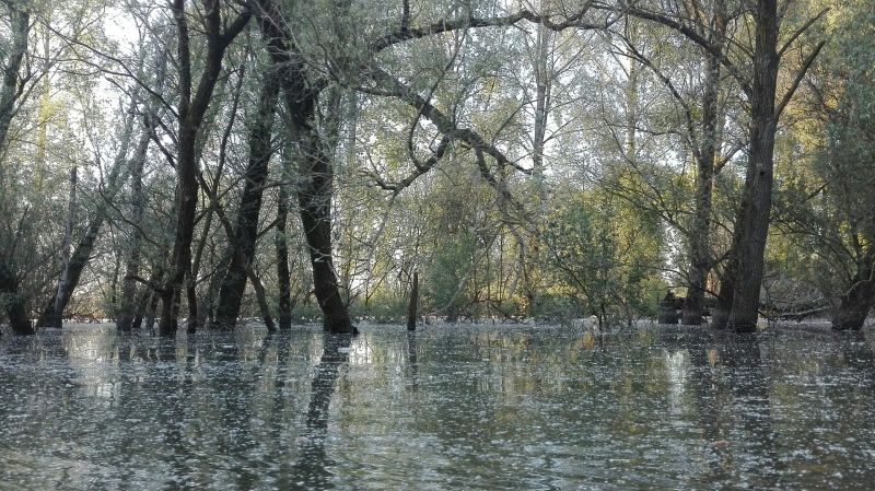 Bestand:Brabantse-Biesbosch2.jpg
