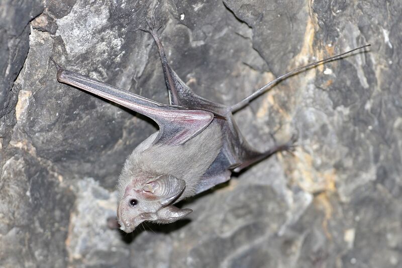 Bestand:Small mouse-tailed bat.jpg