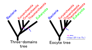 Eocyte hypothesis.png