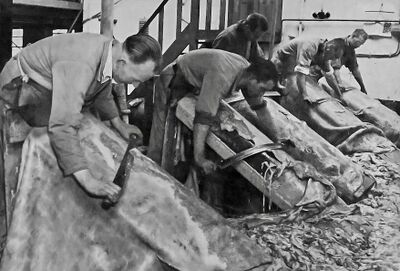 Het ontharen en ontvlezen op een looiersboom bleef nog lang de gangbare praktijk binnen de lederindustrie.