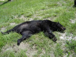 Dead Florida Black Bear.jpg