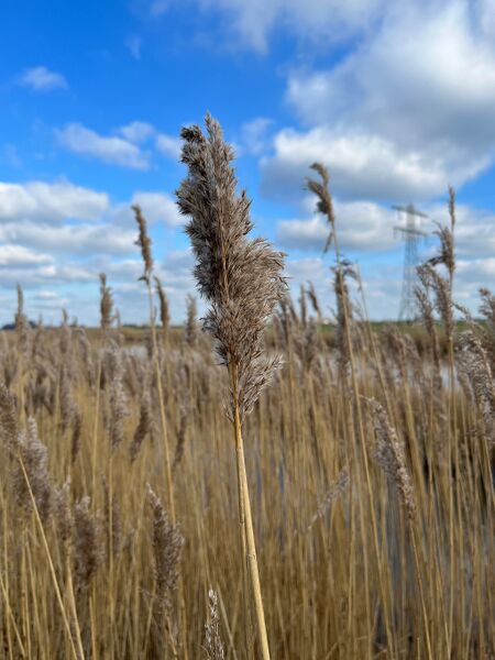 Bestand:Riet februari2023.jpg